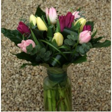 Tulip-OK! XL